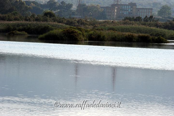 11.5.2011 Saline di Priolo con Antonella (296).jpg